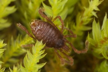 Media type: image;   Invertebrate Zoology 29554